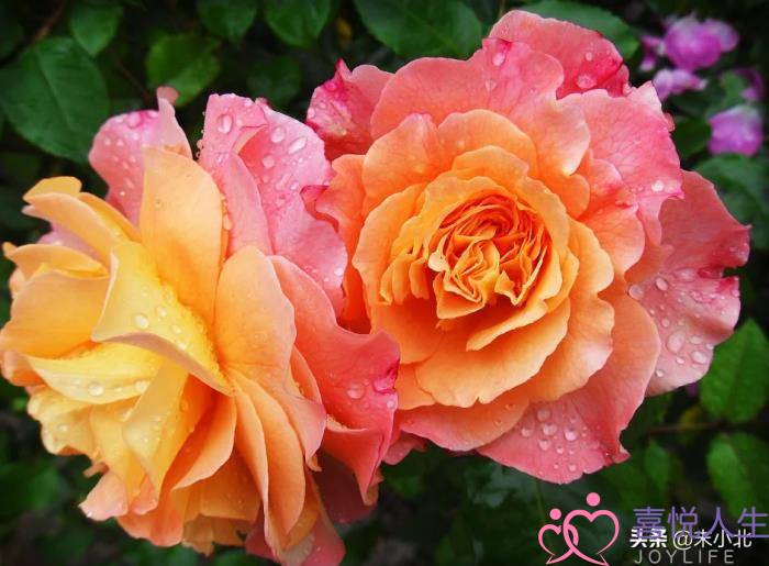 已婚男会叫别人老婆吗（总觉得别人的妻子更好）